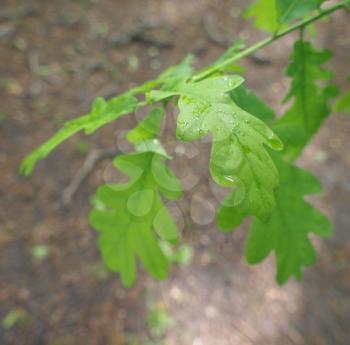 Green leef of an oak tree aka Quercus