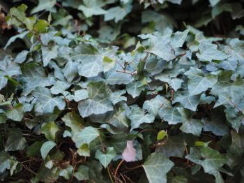 ivy (Hedera) plant useful as a background