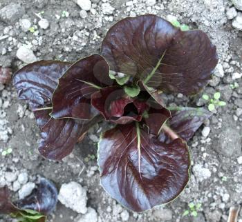Salad plant picture