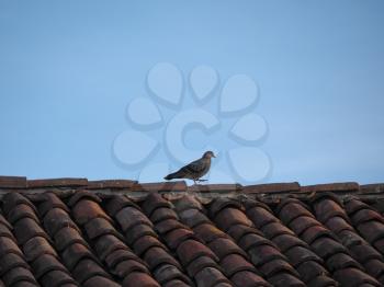 domestic pigeon bird animal on a roof top