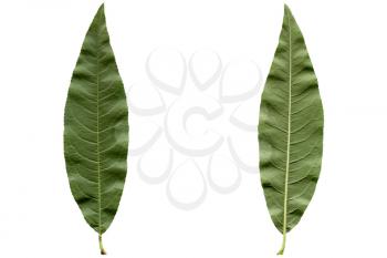 Peach tree leaf - isolated over white background