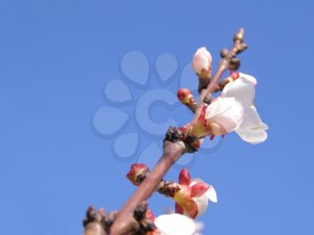 Apricot fruit tree flowers in spring over blue sky background
