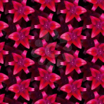 Lily Red pattern seamless. Beautiful flower background 