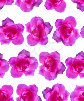 Pink rose pattern. Beautiful flower background seamless
