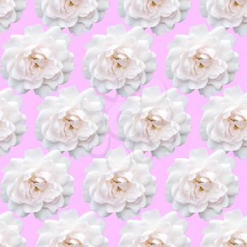 White rose pattern. Beautiful flower in garden. Floral background
