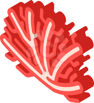 marine seaweed branch isometric icon vector. marine seaweed branch sign. isolated symbol illustration
