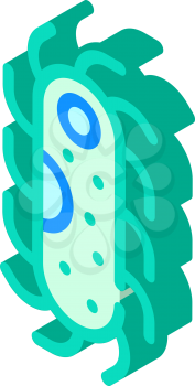 protozoa malaria isometric icon vector. protozoa malaria sign. isolated symbol illustration