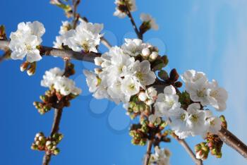 Royalty Free Photo of Cherry Flowers