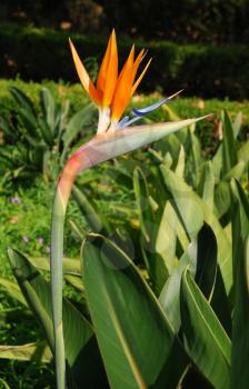 Royalty Free Photo of a Strelitzia Flower