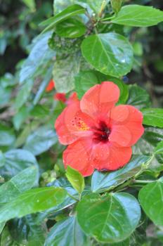 Royalty Free Photo of a Red Hibiscus