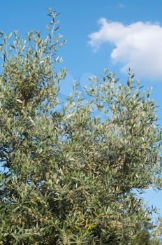 Royalty Free Photo of an Olive Tree