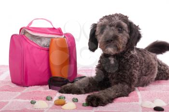 Royalty Free Photo of a Dog Laying on a Towel