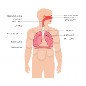 human respiratory system anatomy, vector medical nose illustration 