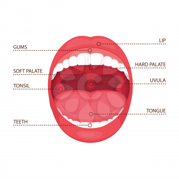  vector illustration of a anatomy human open mouth. medical diagram  