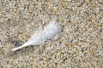 A beautiful white feather in the sand on the beach