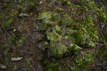 Green moss on the ground in a forest