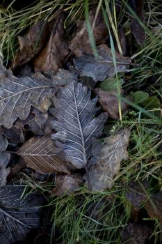 Frosty brown leaves in the grass