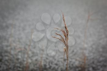 A wheat straw in the cold snow
