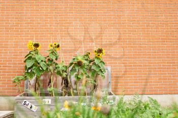 Large sunflowers growing at a school backyard