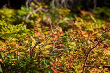 yellow and green leaves in a forest ground