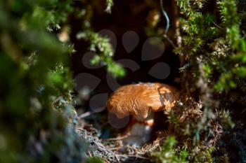 close up of a brown mushroom in a tree