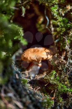 close up of a brown mushroom in a tree