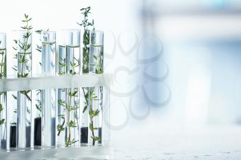 Test tubes with plants in holder on blurred background�