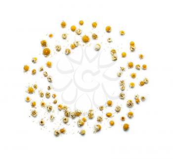 Frame made of dried camomile on white background�