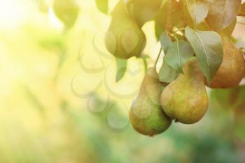 Ripe juicy pears on tree branches in garden�