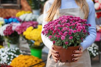 Saleswoman holding pot with beautiful chrysanthemum flowers in shop�
