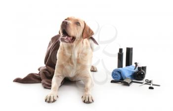 Cute Labrador Retriever dog and set for grooming on white background�