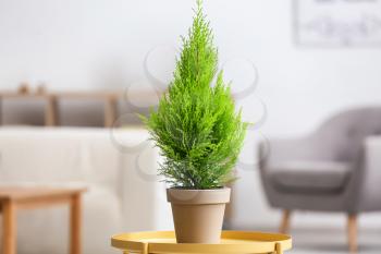 Green cedar tree on yellow table in room�