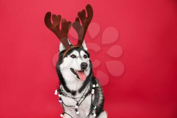 Adorable husky dog with deer horns and garland on color background�