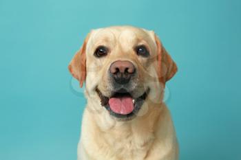 Cute Labrador Retriever on color background�