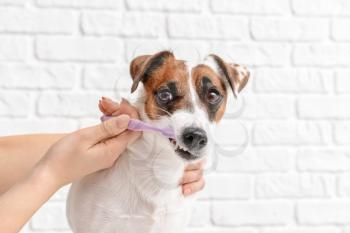 Owner cleaning teeth of cute dog with brush on white background�