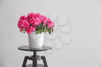 Pot with beautiful blooming azalea on table against grey background�