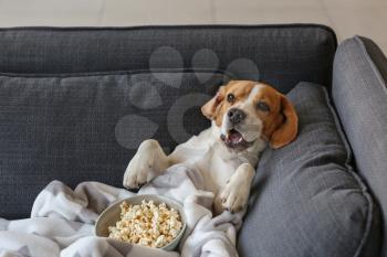 Cute funny dog with tasty popcorn lying on sofa at home�