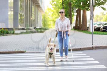 Blind woman with guide dog crossing road�