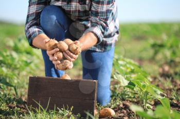 Senior male farmer with gathered potatoes in field�