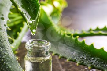 Dripping of aloe juice from fresh leaf into bottle, closeup�