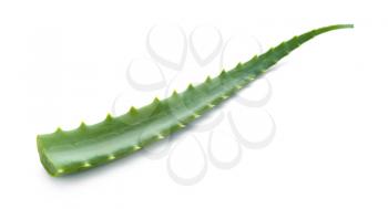 Fresh aloe leaf on white background�