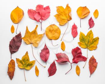 Colorful autumn leaves on white background�