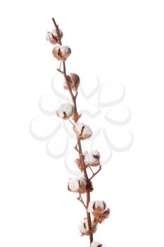 Branch with cotton flowers on white background�