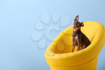 Cute toy terrier dog in armchair on color background�