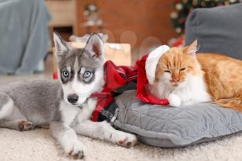 Cute cat with dog at home on Christmas eve�