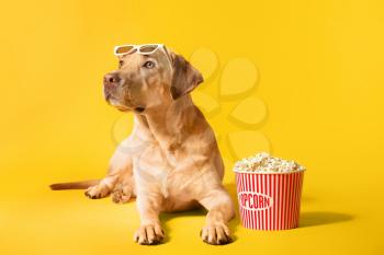 Adorable dog with bucket of popcorn and 3d glasses on color background�