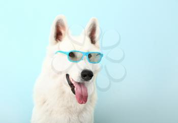 Cute funny dog with glasses on color background�