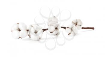 Beautiful cotton branch on white background�
