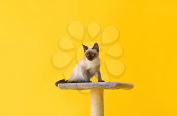 Cute Thai cat playing with scratching post on color background�