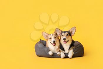 Cute corgi dogs with pet bed on color background�